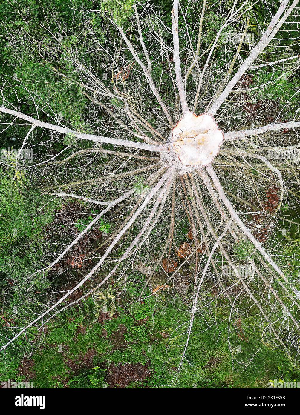 Large tree broken in half in  the Arwen storm Stock Photo