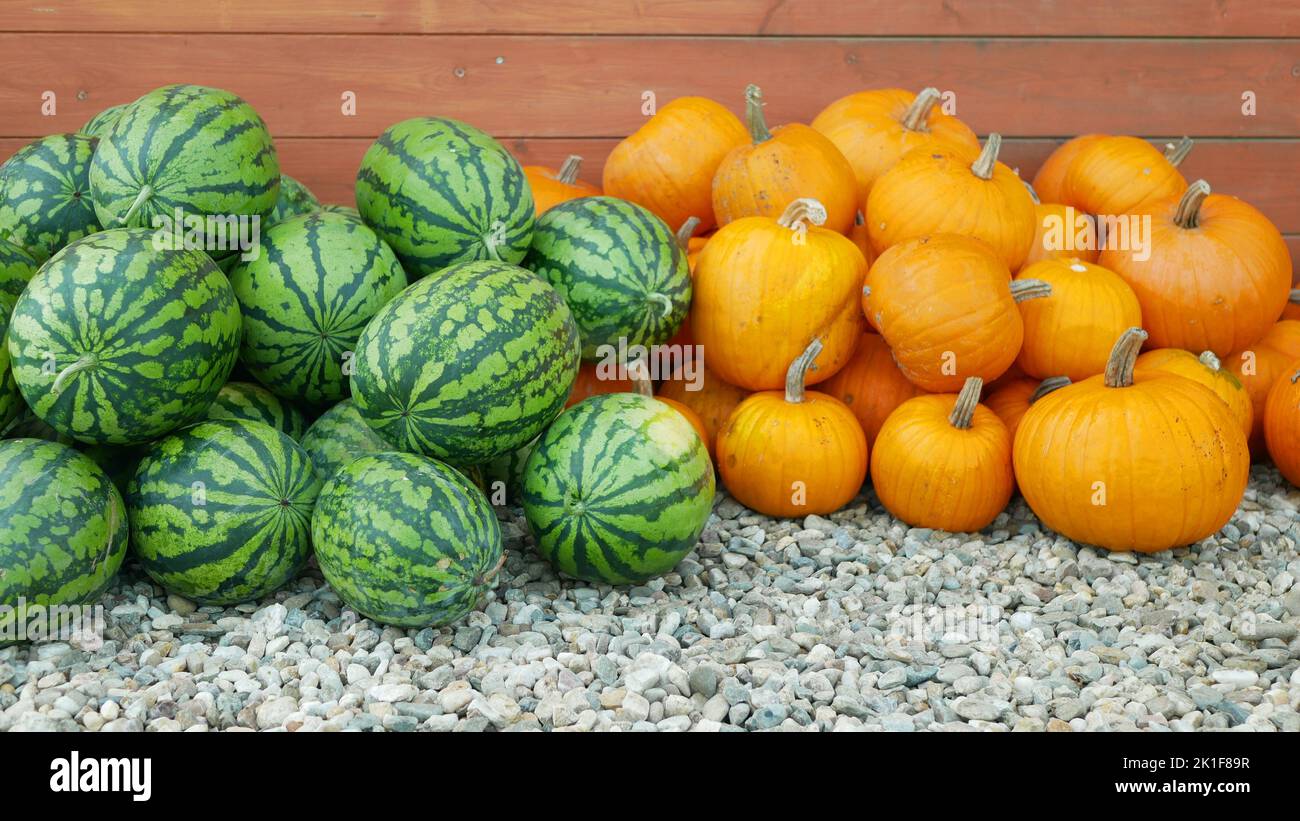 Watermelon pumpkin pile citrullus lanatus Cucurbita pepo planting bio