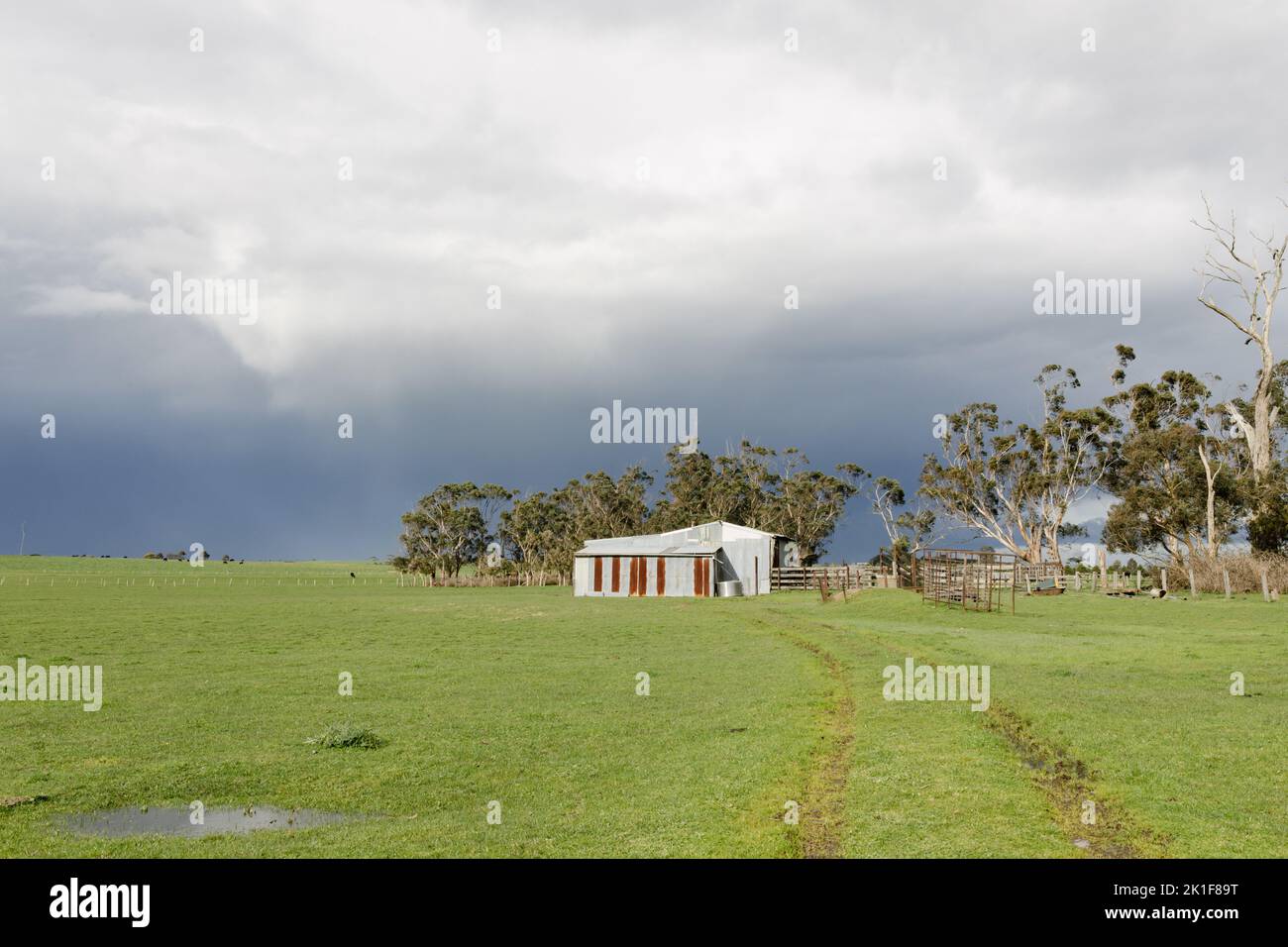 A corrugated iron shed on an Australian farm with green grass and a moody sky in the back ground, there are tyre tracks headed toward the shed. Stock Photo