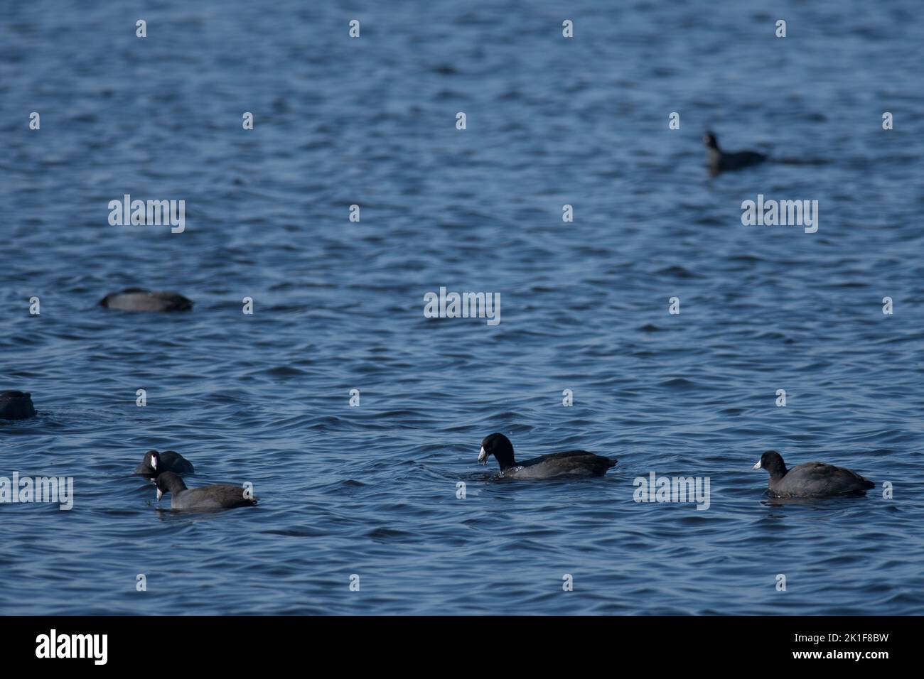 Flock of coots on the pond at Montezuma National Wildlife Refuge Stock Photo