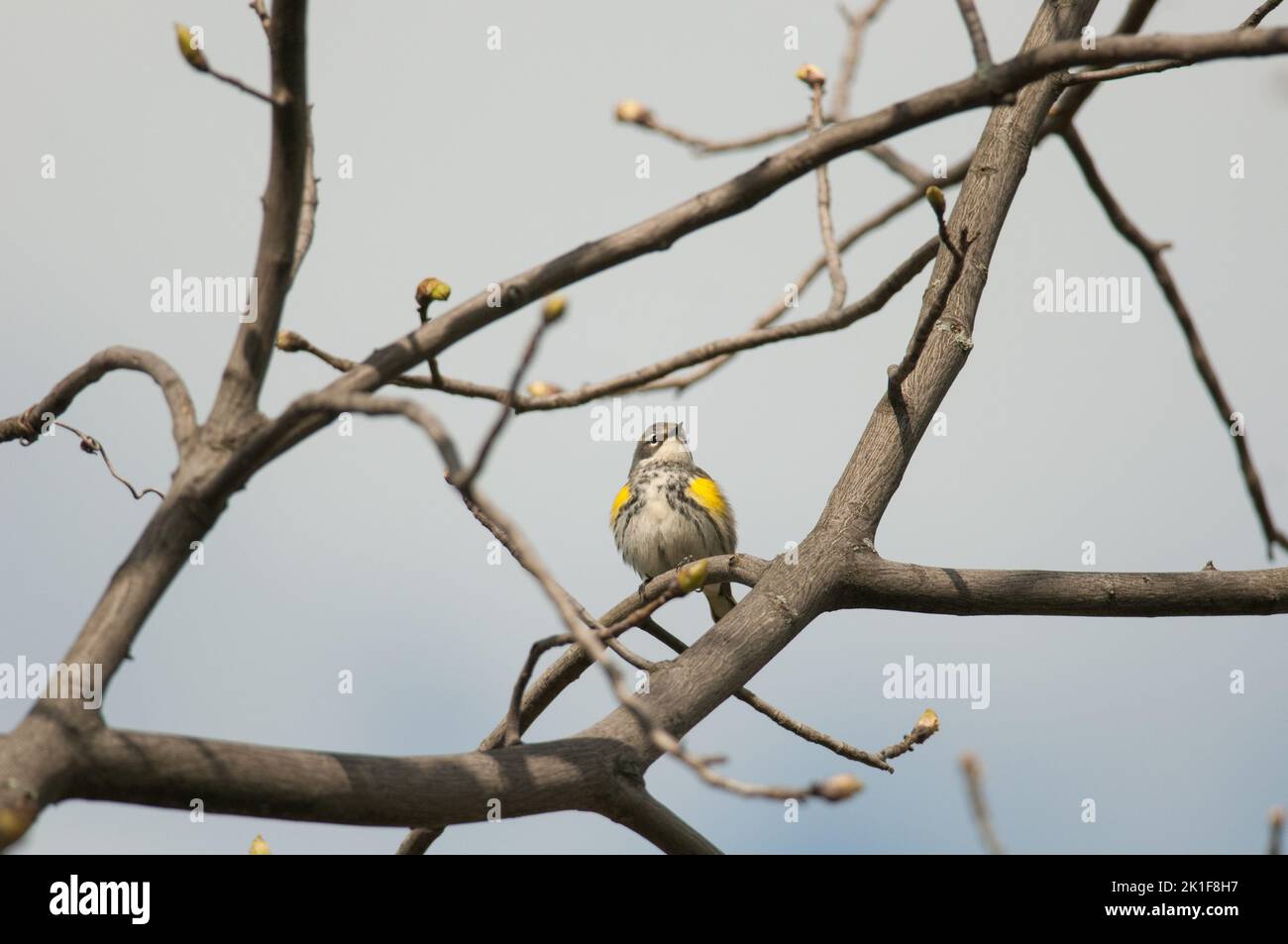 Tiny warbler perched in a tree in New York Stock Photo