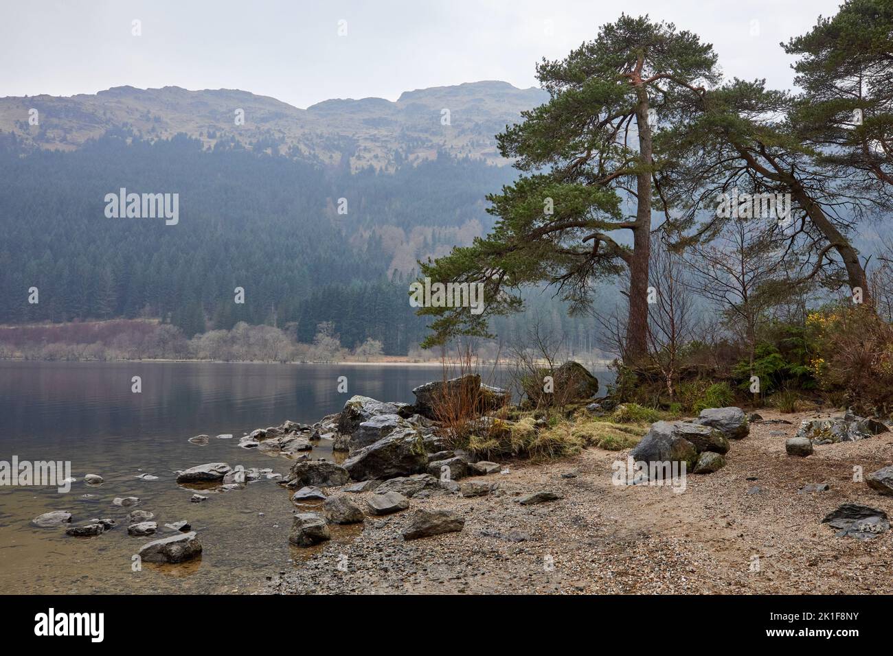 At Jubilee Point on a misty March afternoon, Scots pine on the east shore of a still and reflective Loch Eck Stock Photo