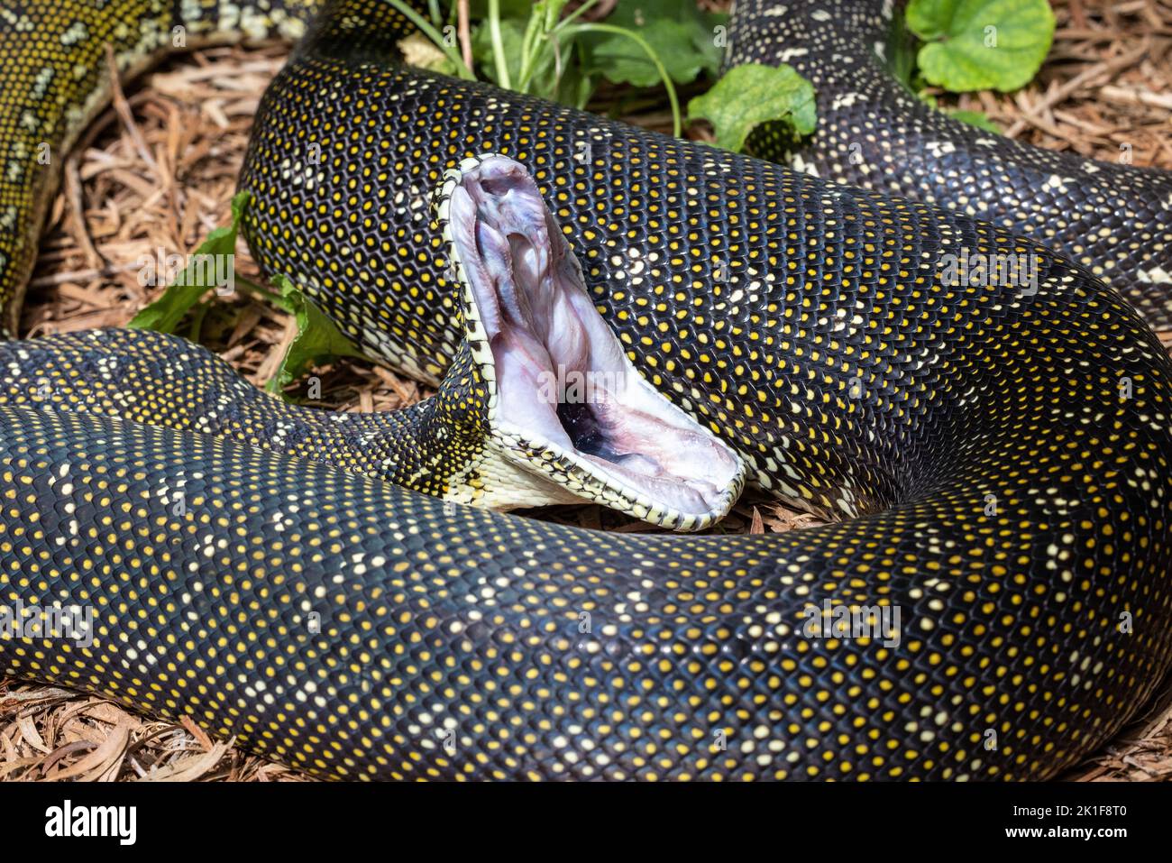 Diamond Python re-aligning jaws after feeding Stock Photo - Alamy