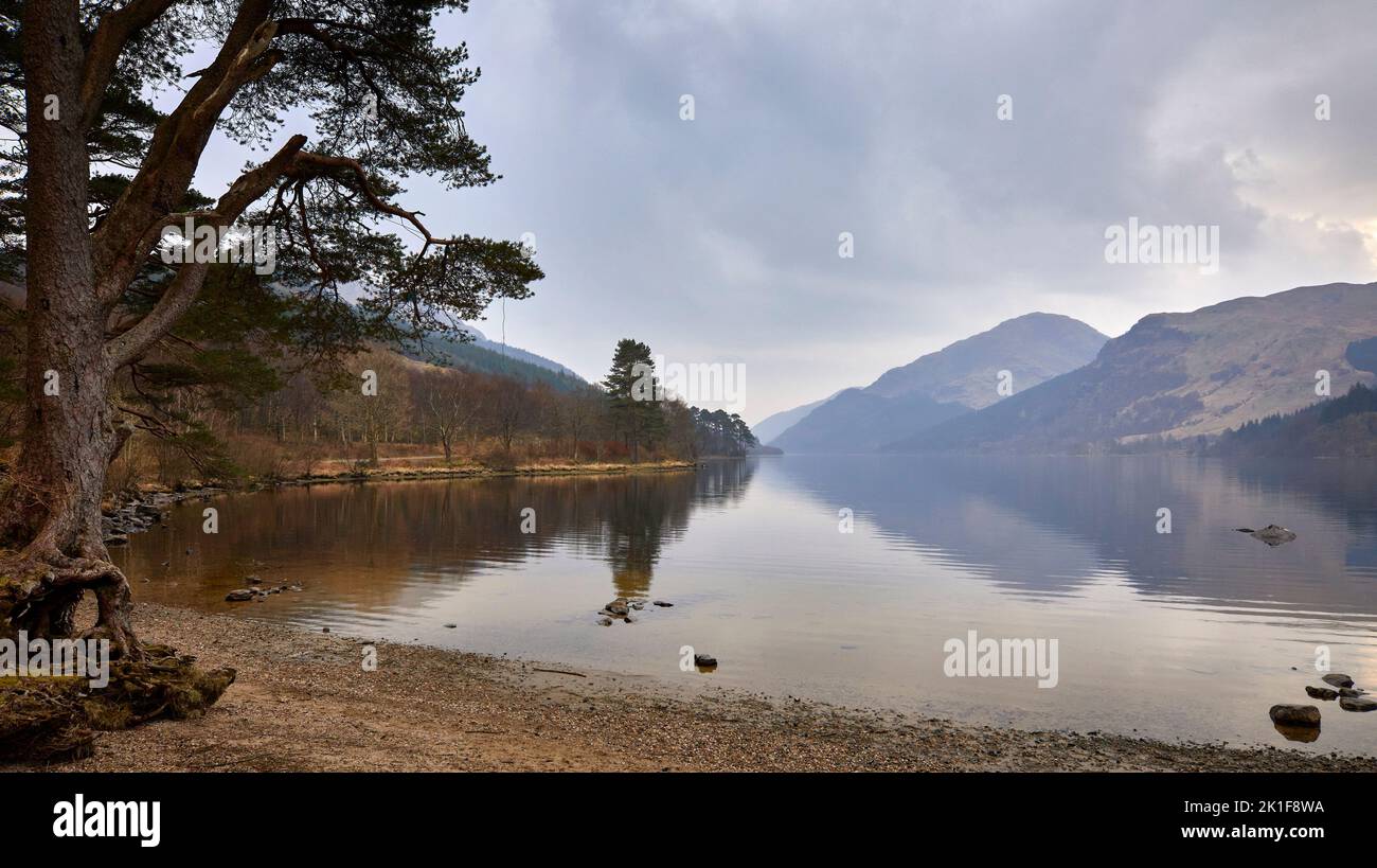 By Whistlefield stands the Gnarled Scots Pine trunk and roots at Jubilee Point on the east shore of Loch Eck. Argyll and Bute Stock Photo
