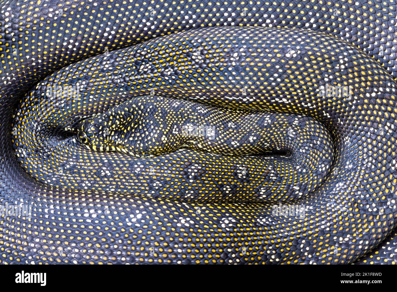 Diamond Python basking in sunlight digesting meal Stock Photo - Alamy