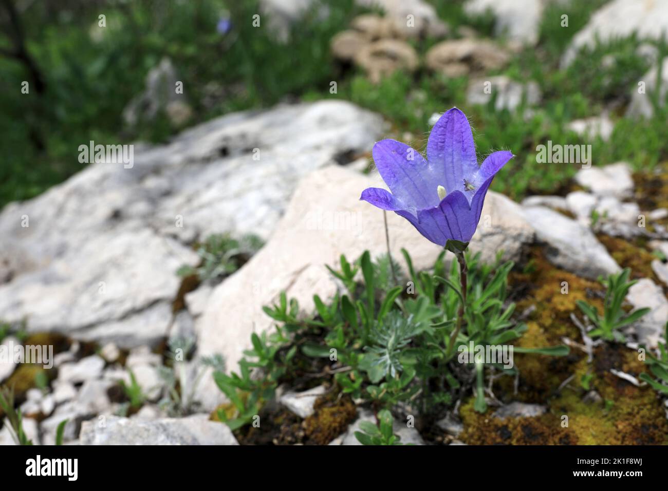 Campanula tridentata at Lago-Naki Plateau in Adygea, Western Caucasus Stock Photo