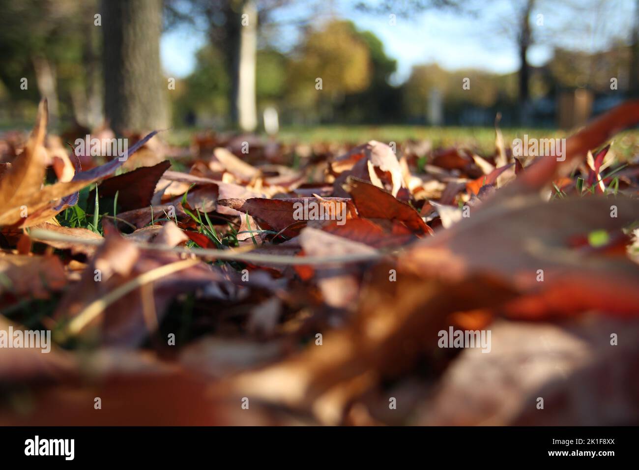 autumn leaves in the forest Stock Photo - Alamy