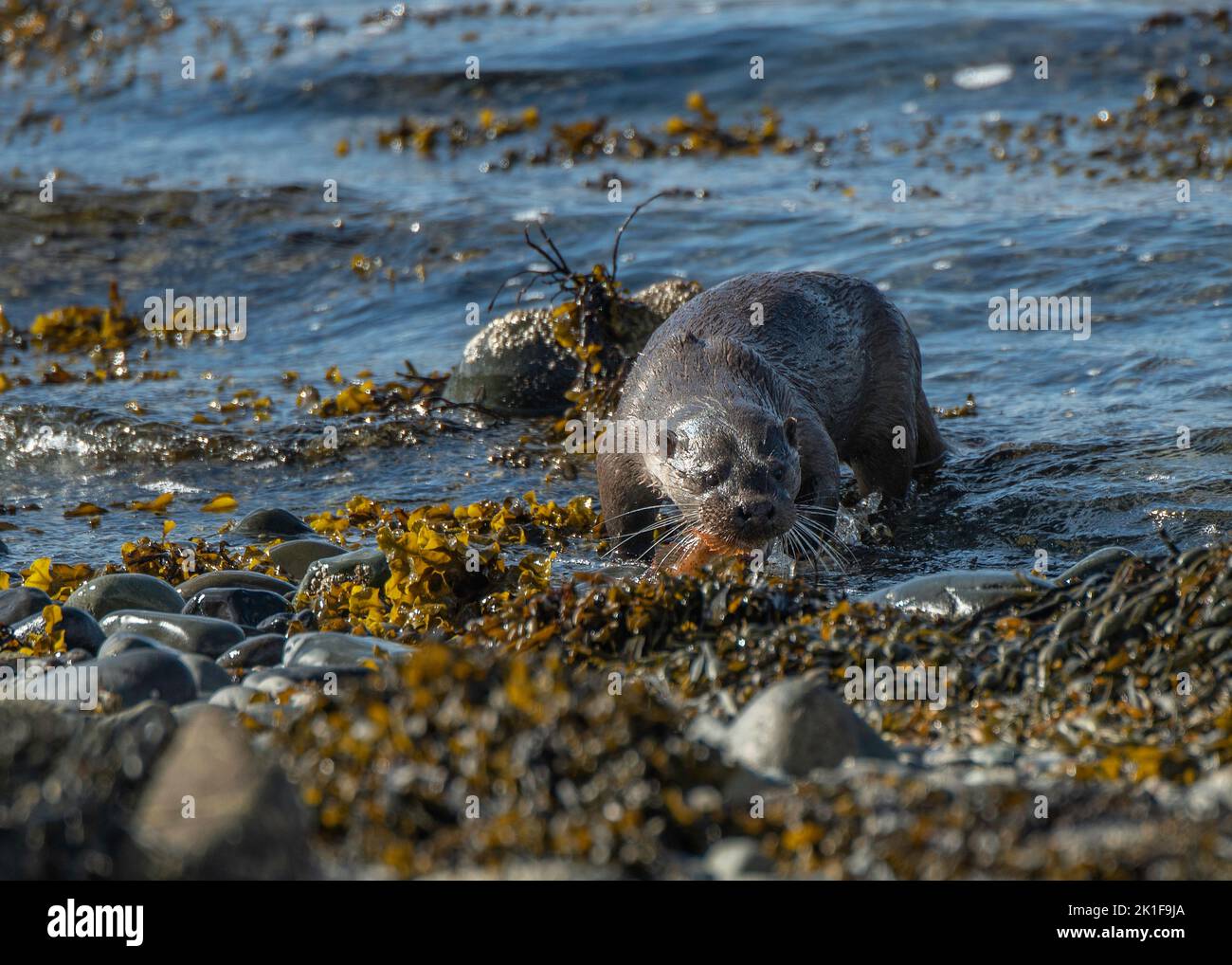 Otter (Lutra lutra) with fish on edge of Loch Spelve, Isle of Mull. Inner Hebrides, Scotland Stock Photo