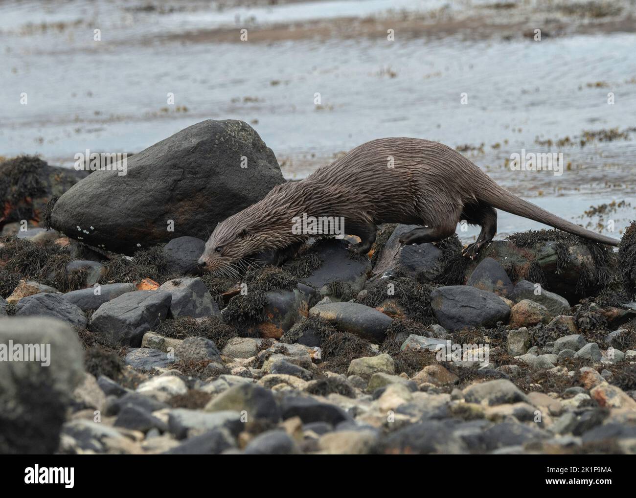 Otter (Lutra lutra) in the shallows on edge of Loch Spelve, Isle of Mull. Inner Hebrides, Scotland Stock Photo