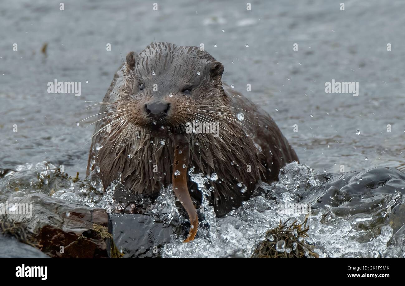 Scottish coastal Otter (Lutra lutra) eating Butterfish (Pholis gunnellus), Mull, Inner Hebrides. Stock Photo