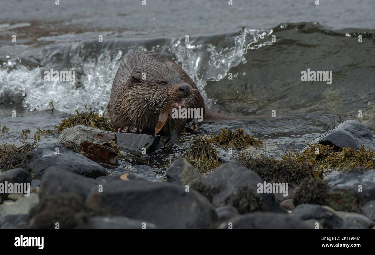 Scottish coastal Otter (Lutra lutra) eating Butterfish (Pholis gunnellus), Mull, Inner Hebrides. Stock Photo
