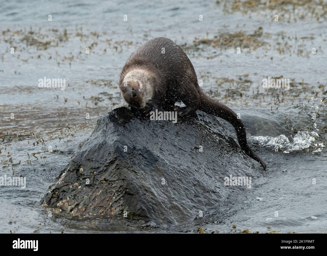 Otter (Lutra lutra) head shaking at the edge of Loch Spelve, Isle of Mull. Inner Hebrides, Scotland Stock Photo