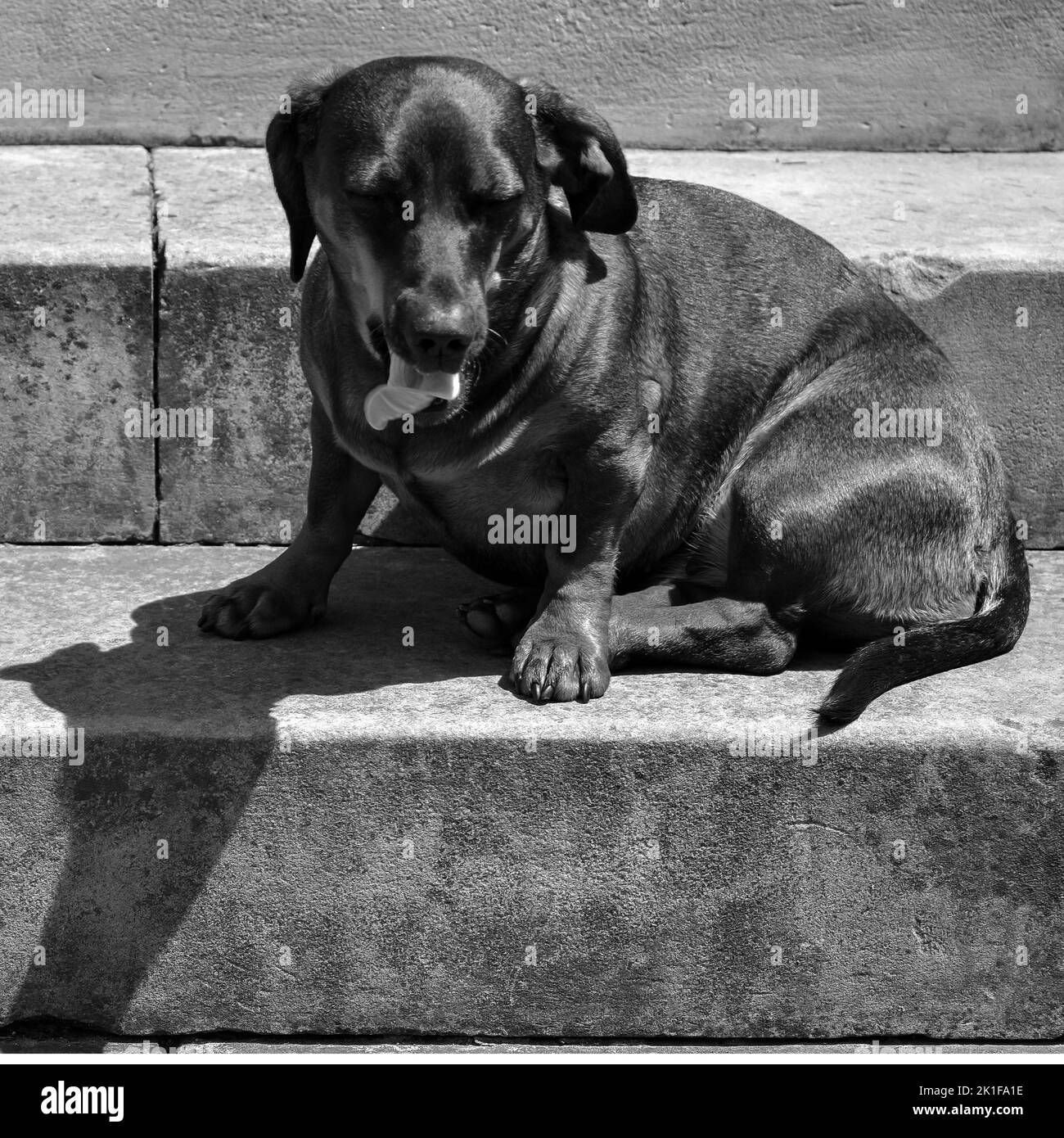 Puppy stuck Black and White Stock Photos & Images - Alamy