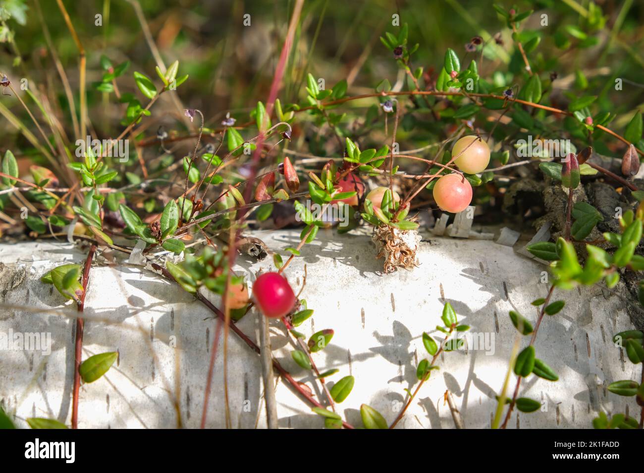 Cranberry closeup. Ripe cranberries among the greenery in the forest