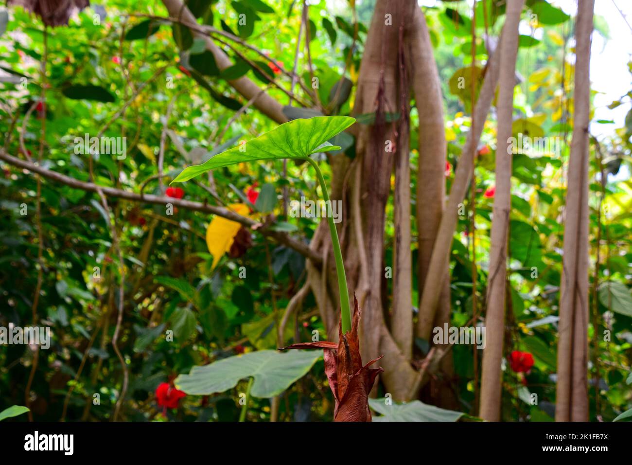Luxurious plants hi-res stock photography and images - Alamy