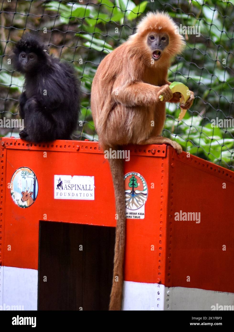 Malang, East Java, Indonesia. 18th Sep, 2022. two Javan langurs ...