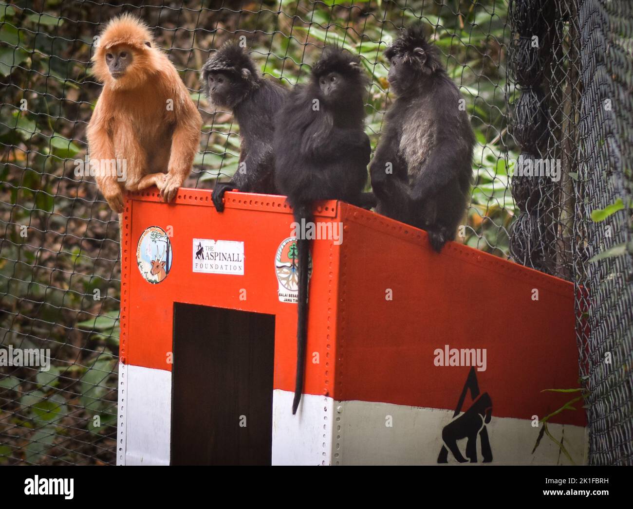 Malang, East Java, Indonesia. 18th Sep, 2022. four Javan langurs ...