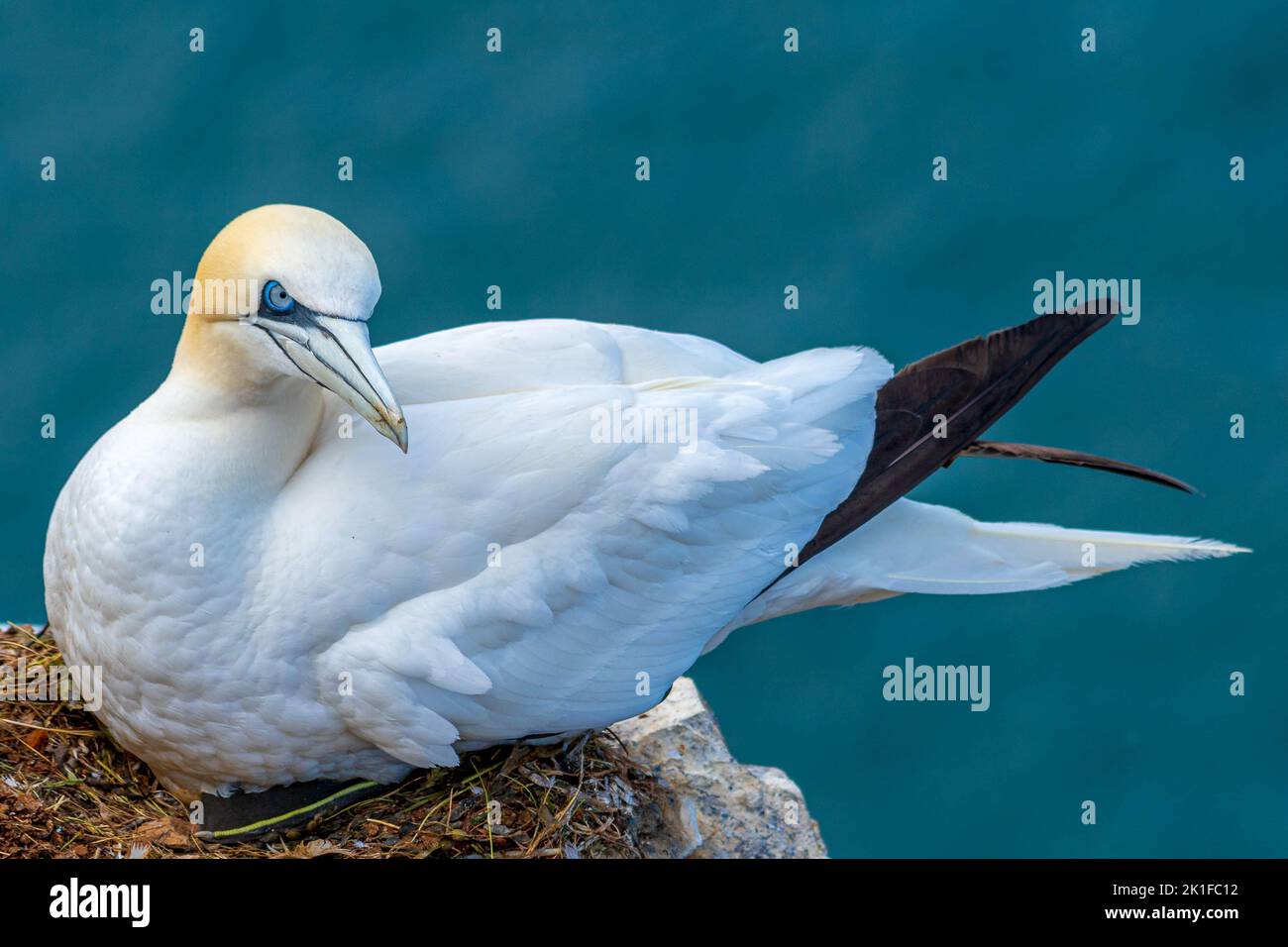 Nesting Gannets at Troup Head, Banff, Scotland Stock Photo