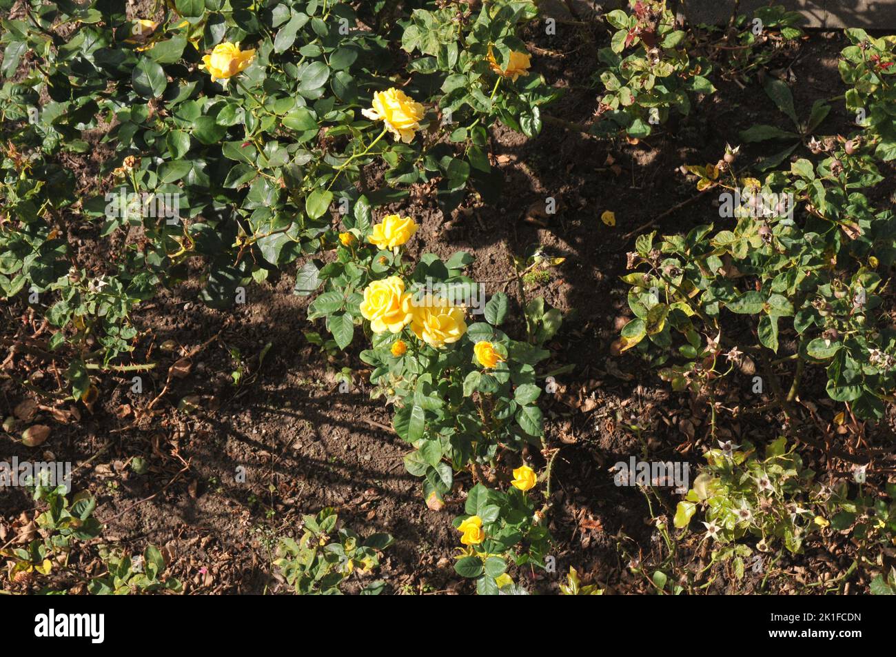 Copenhagen /Denamrk /18 September 2022/ Yellow Rose flowers and plants in danish capital
