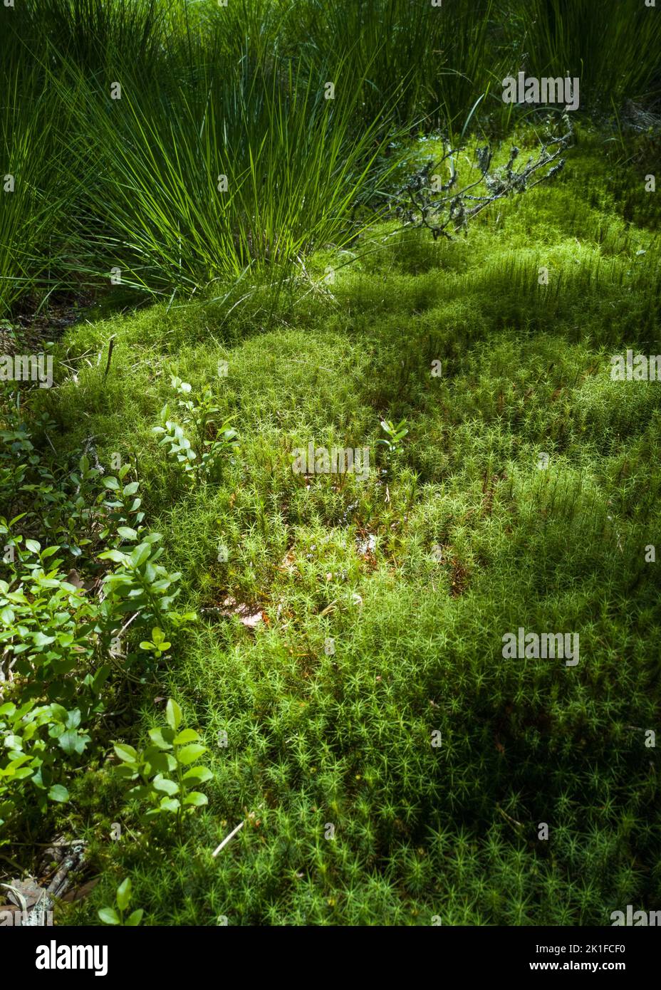 Moss and Grass in Abernethy Forest. Stock Photo