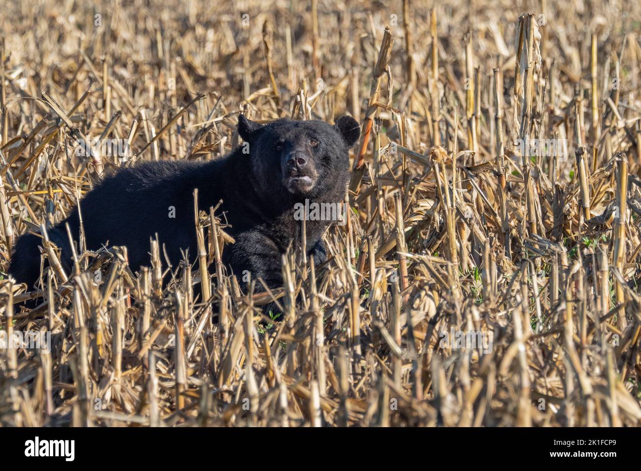 American Black Bear (Ursus americanus) browsing in conrfield Stock Photo