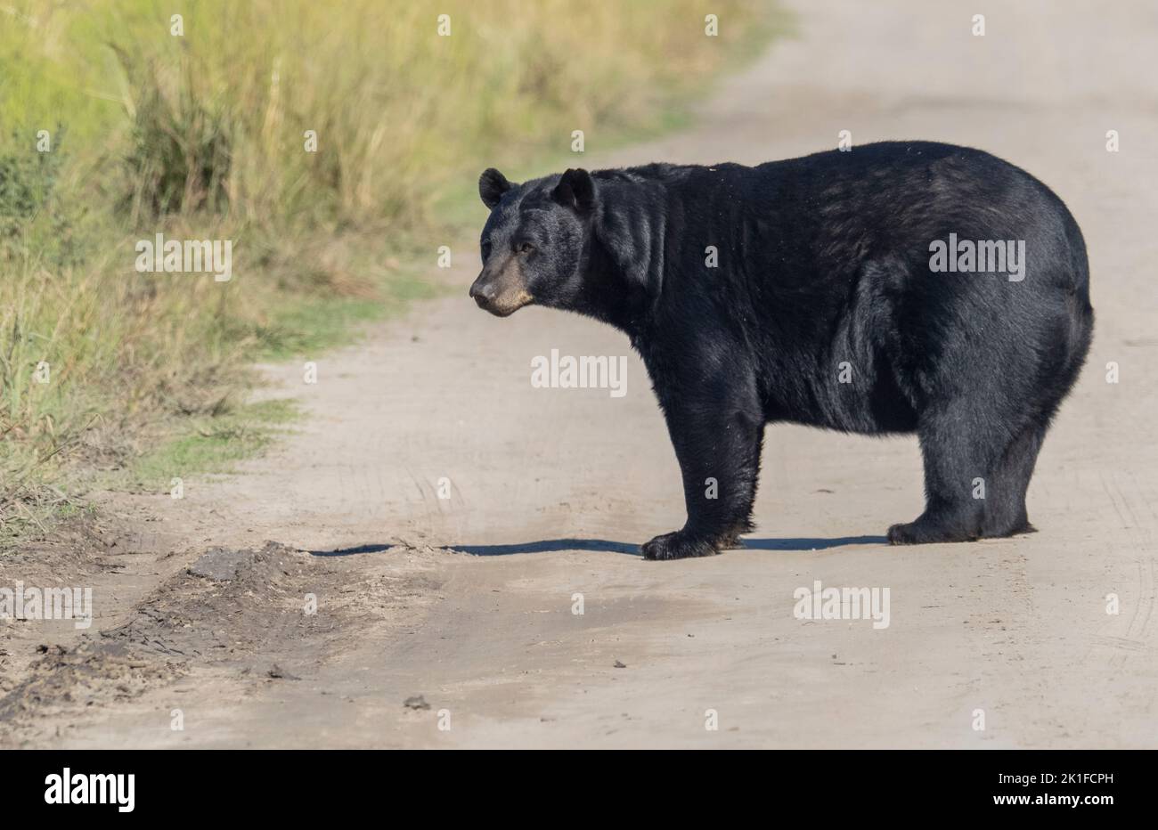 American Black Bear (Ursus americanus)  crossing gravel road Stock Photo