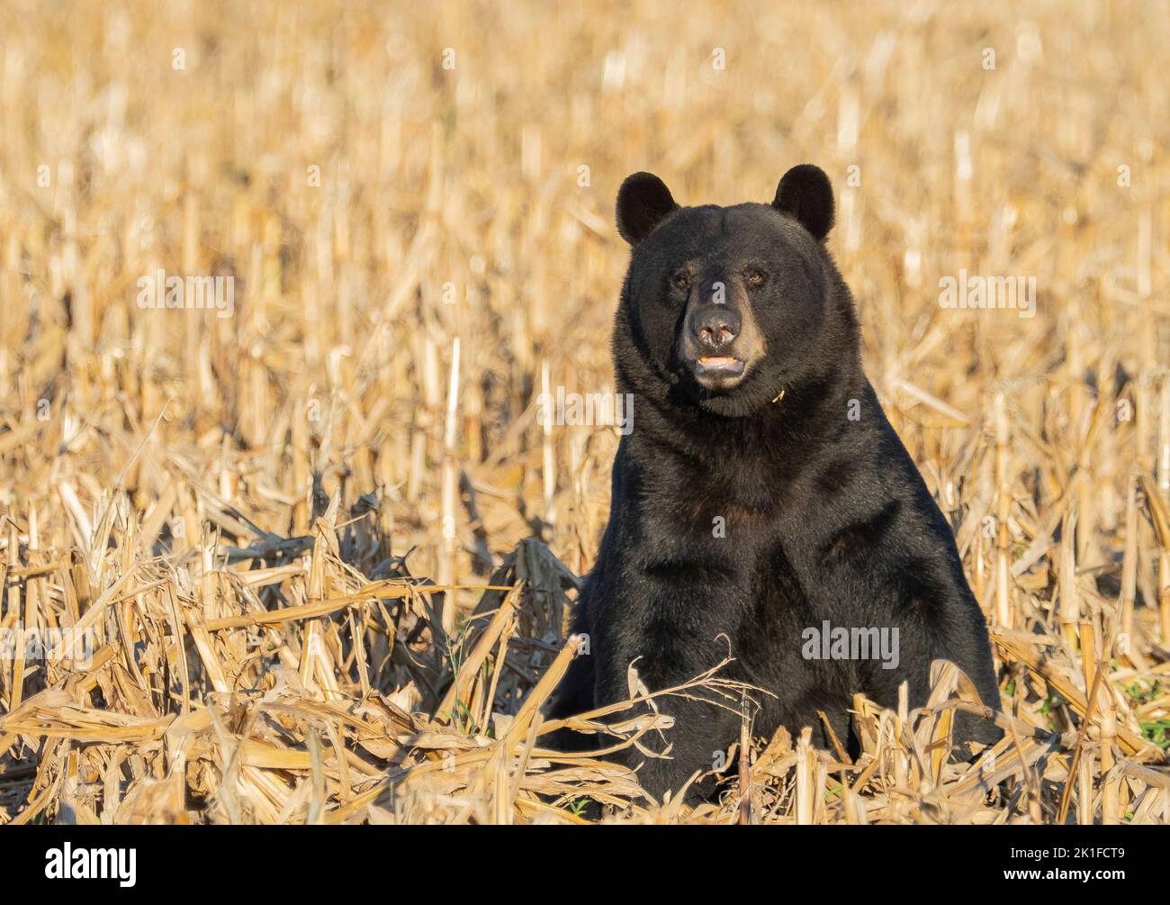 American Black Bear (Ursus americanus)  sitting in a cornfield Stock Photo