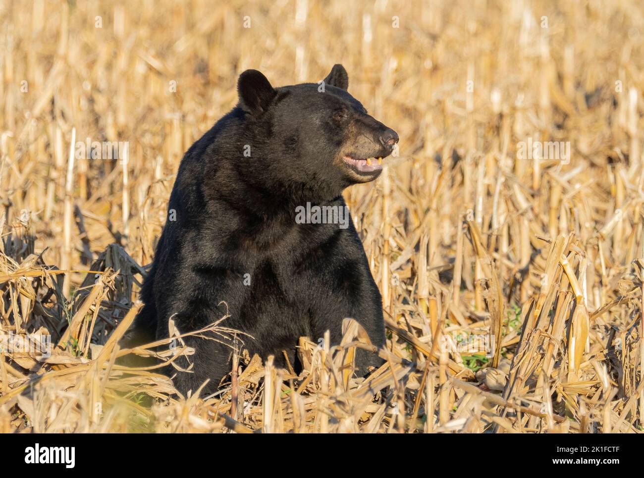 American Black Bear (Ursus americanus)  sitting in a cornfield Stock Photo