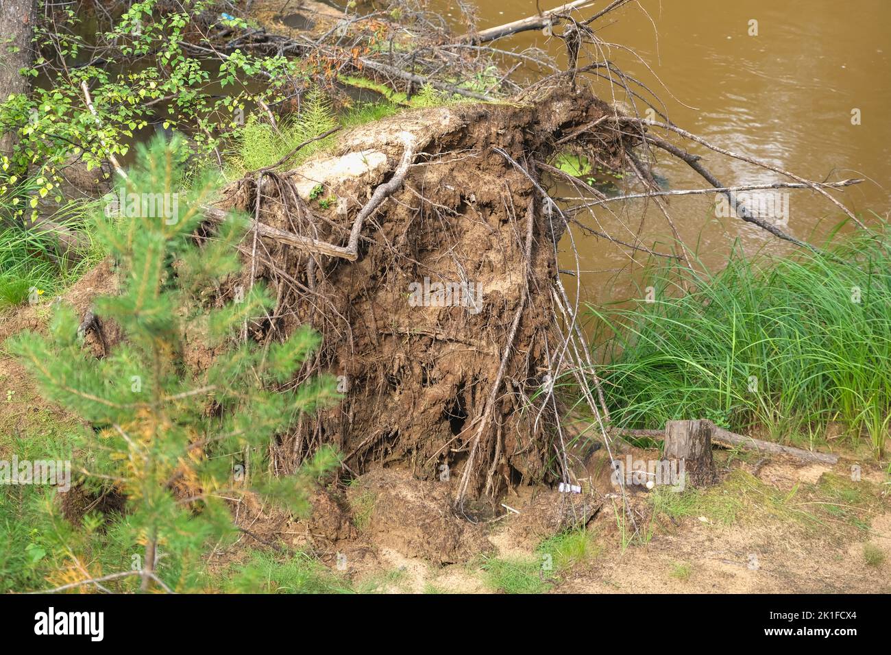 Fallen tree after hurricane in the forest. The tree was torn from the ...