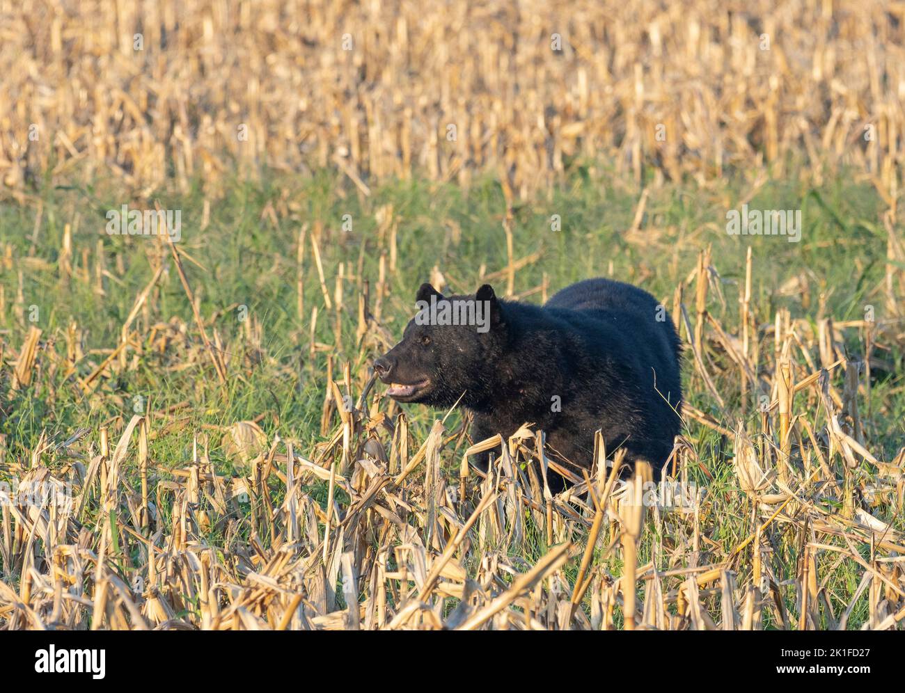 American Black Bear (Ursus americanus) browsing in cornfield Stock Photo