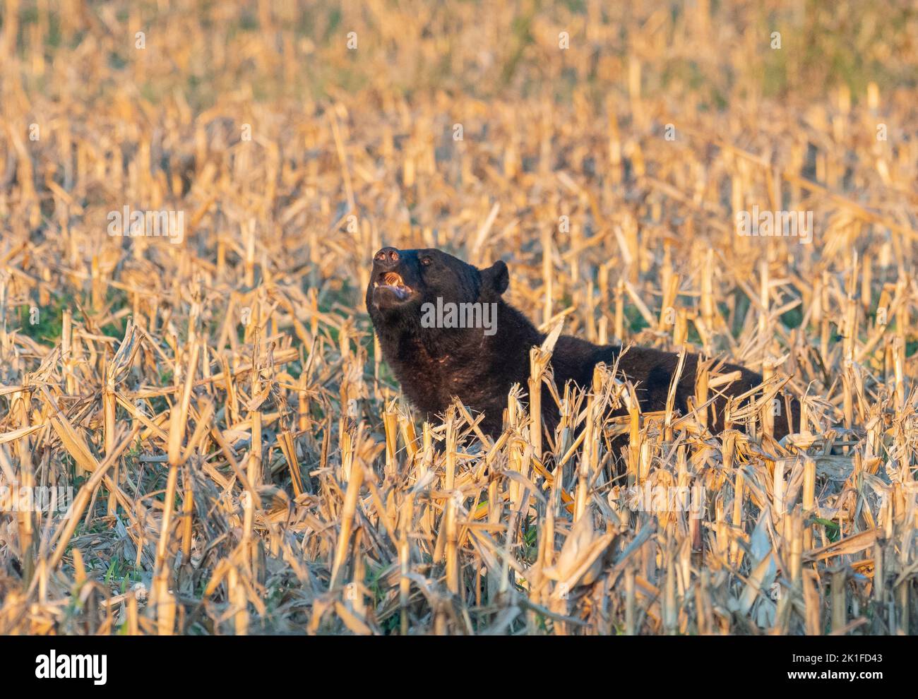 American Black Bear (Ursus americanus) exhibiting flehmen response Stock Photo