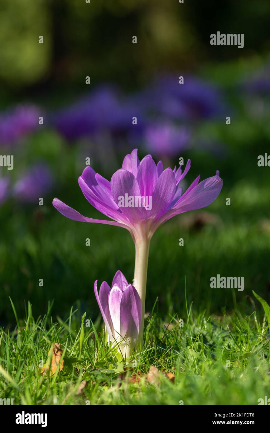 Close-up vertical view of a purple spring flower coming out from the green grass Stock Photo