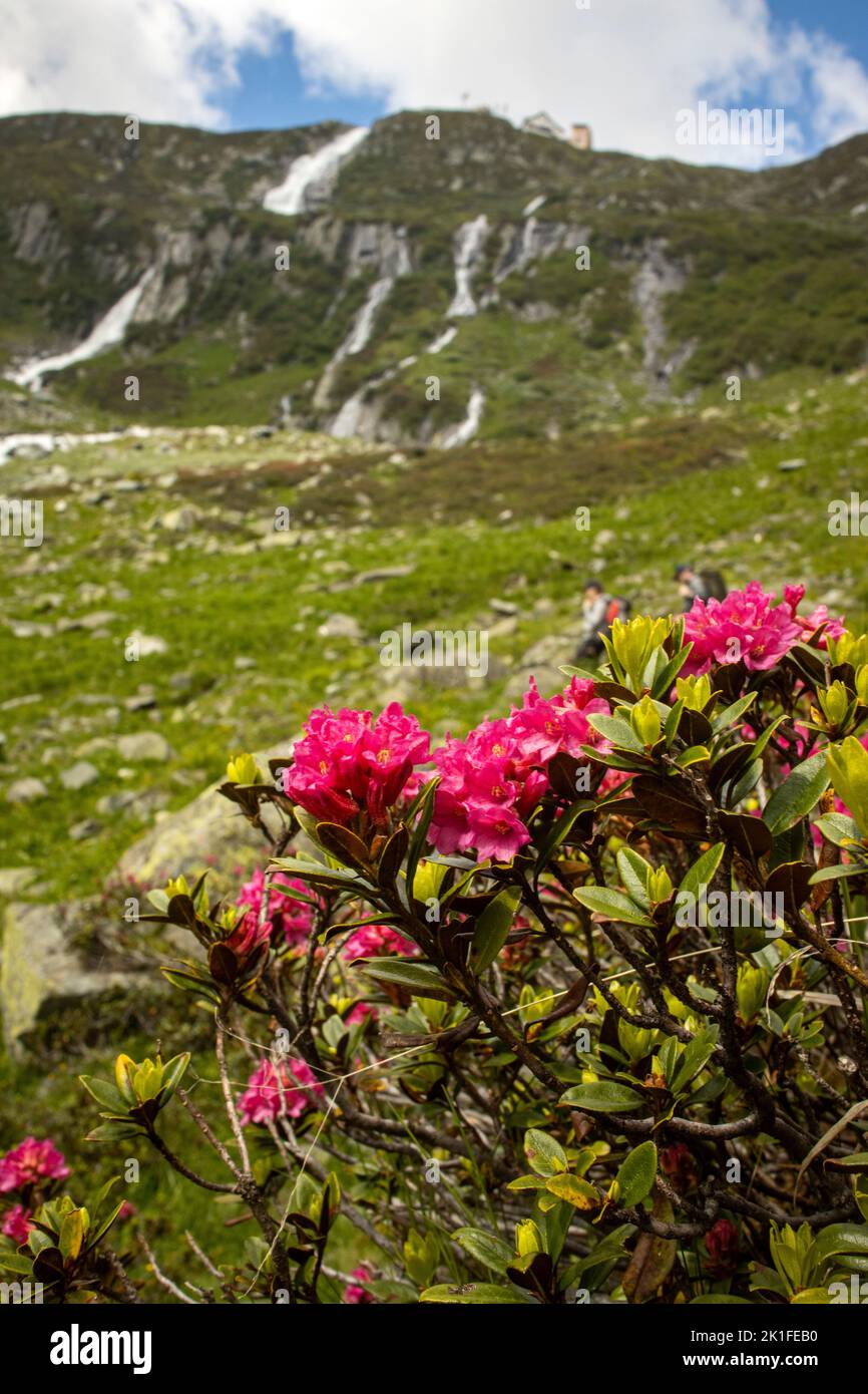 Alpine roses in the mountains hi-res stock photography and images - Alamy