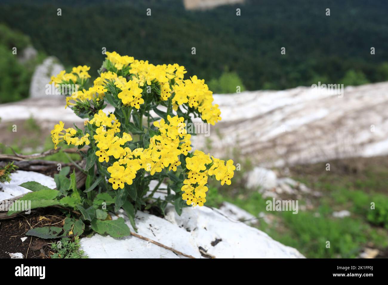 View of Arnebia pulchra at Lago-Naki Plateau in summer, Western Caucasus Stock Photo