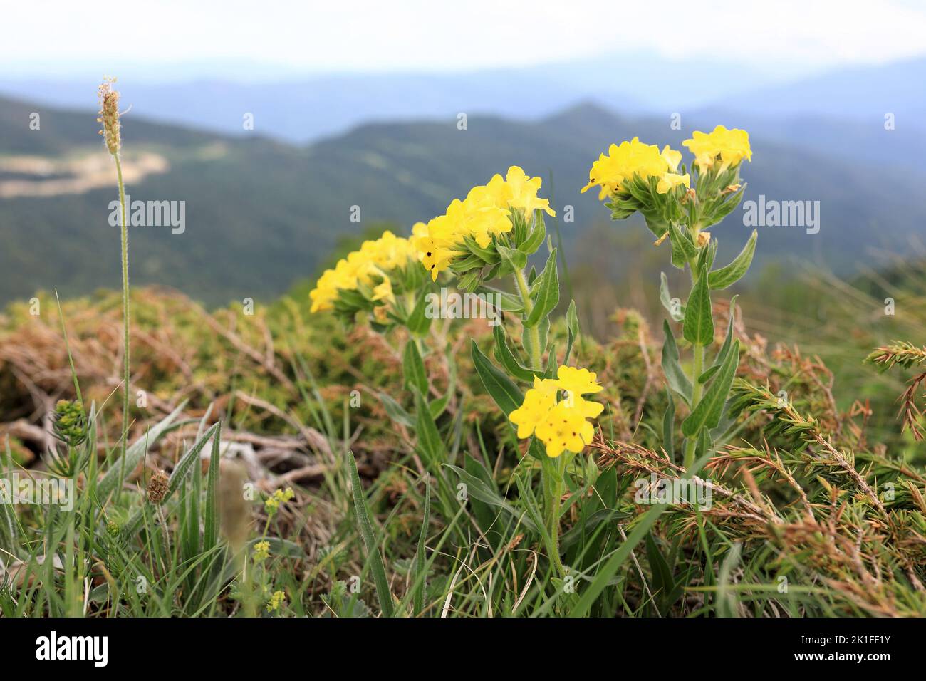 View of Arnebia pulchra at Lago-Naki Plateau, Western Caucasus Stock Photo