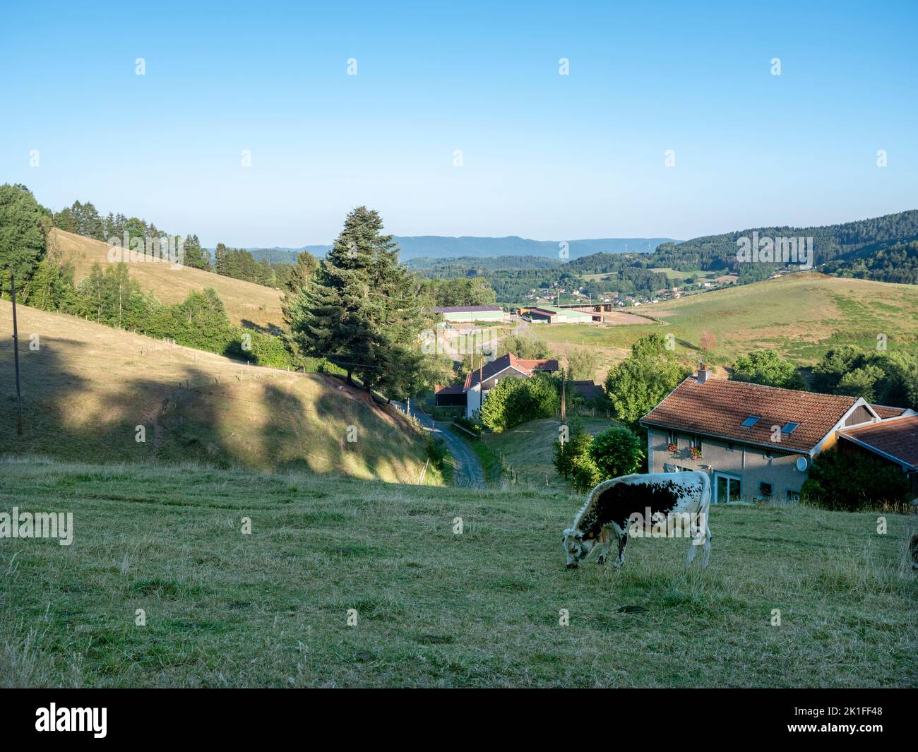 typical vosges bull in countryside near city of st die in france Stock Photo