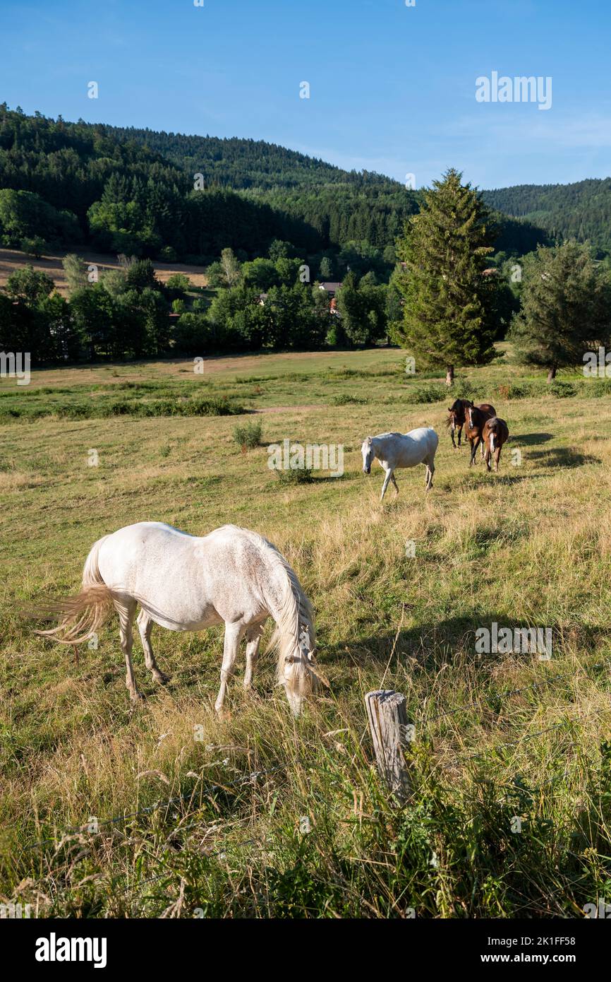 horses in countryside near saint die in french vosges under blue sky in summer Stock Photo