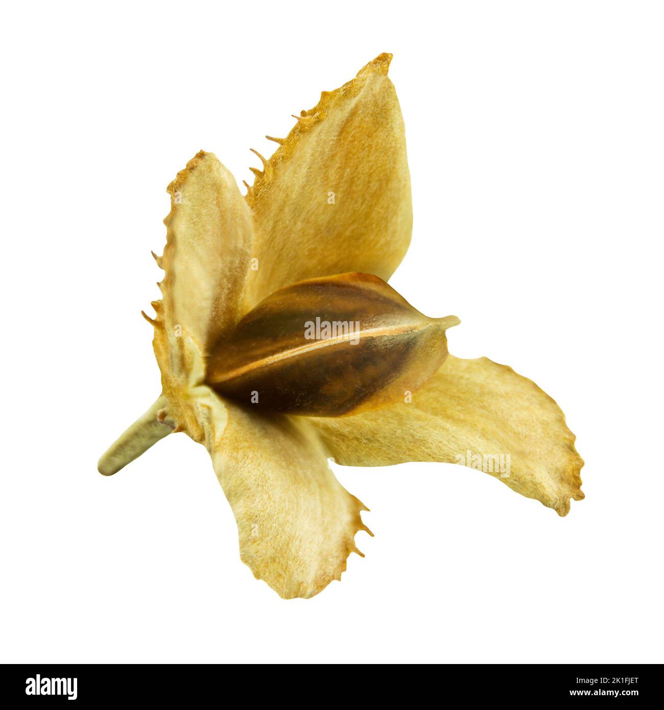 Autumn beechnut isolated on white background closeup Stock Photo Alamy