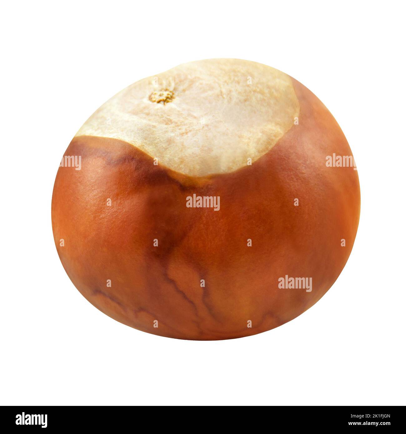 1 Chestnut on isolated on white background Stock Photo
