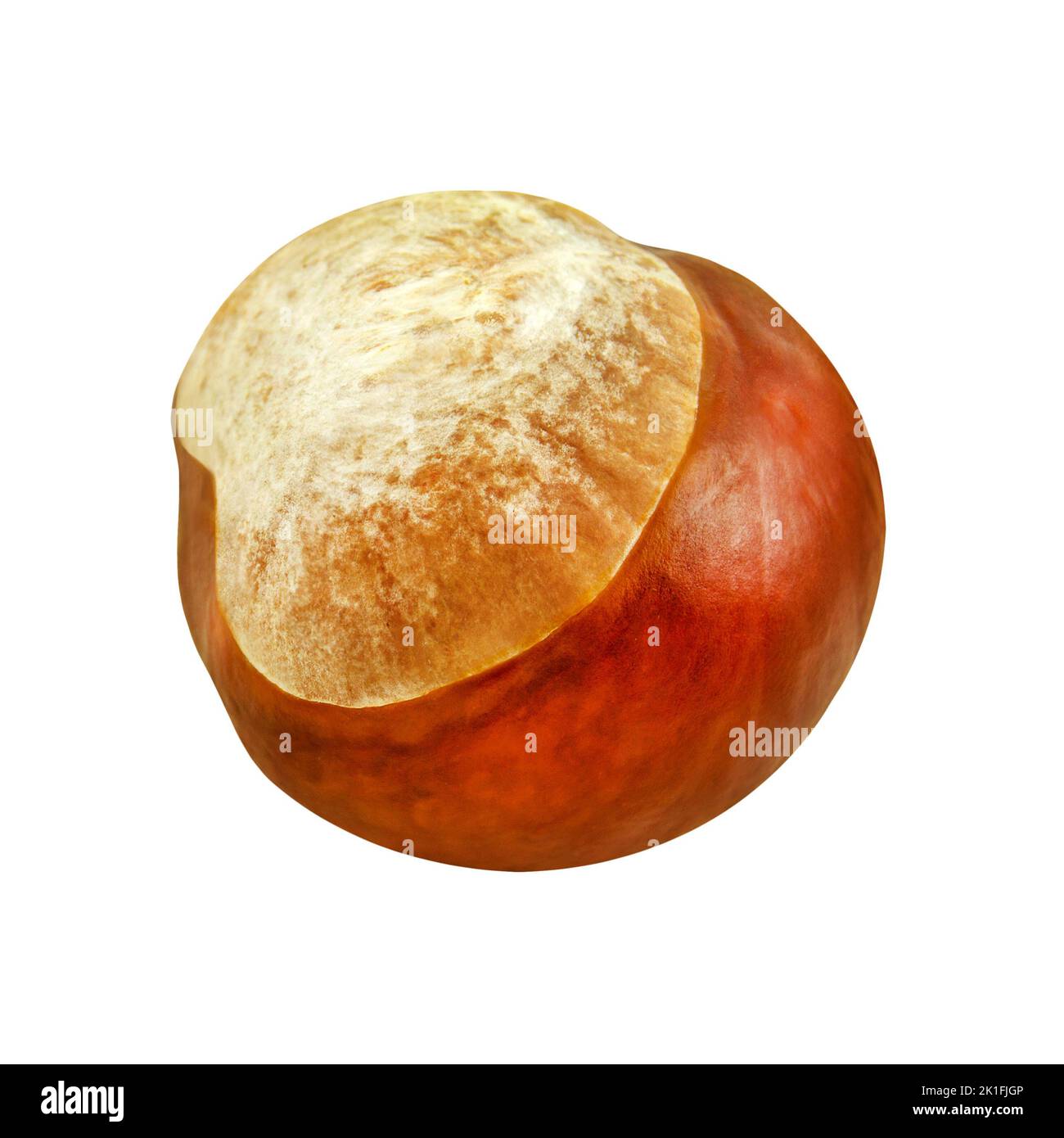1 Chestnut on isolated on white background Stock Photo