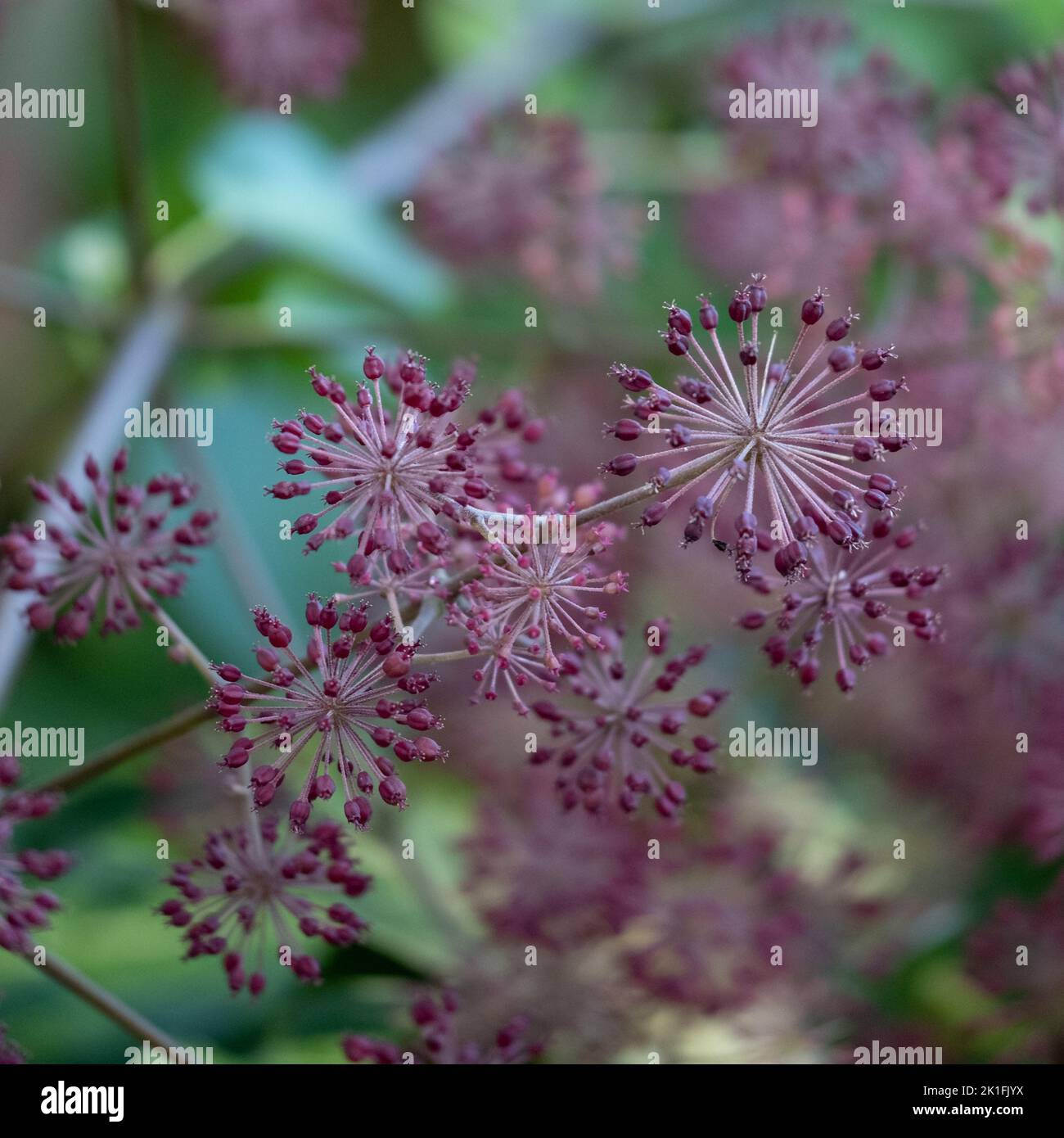 Colourful seed heads amongst foliage on a shrub, photographed in autumn in a garden in Wisley, Surrey UK. Stock Photo