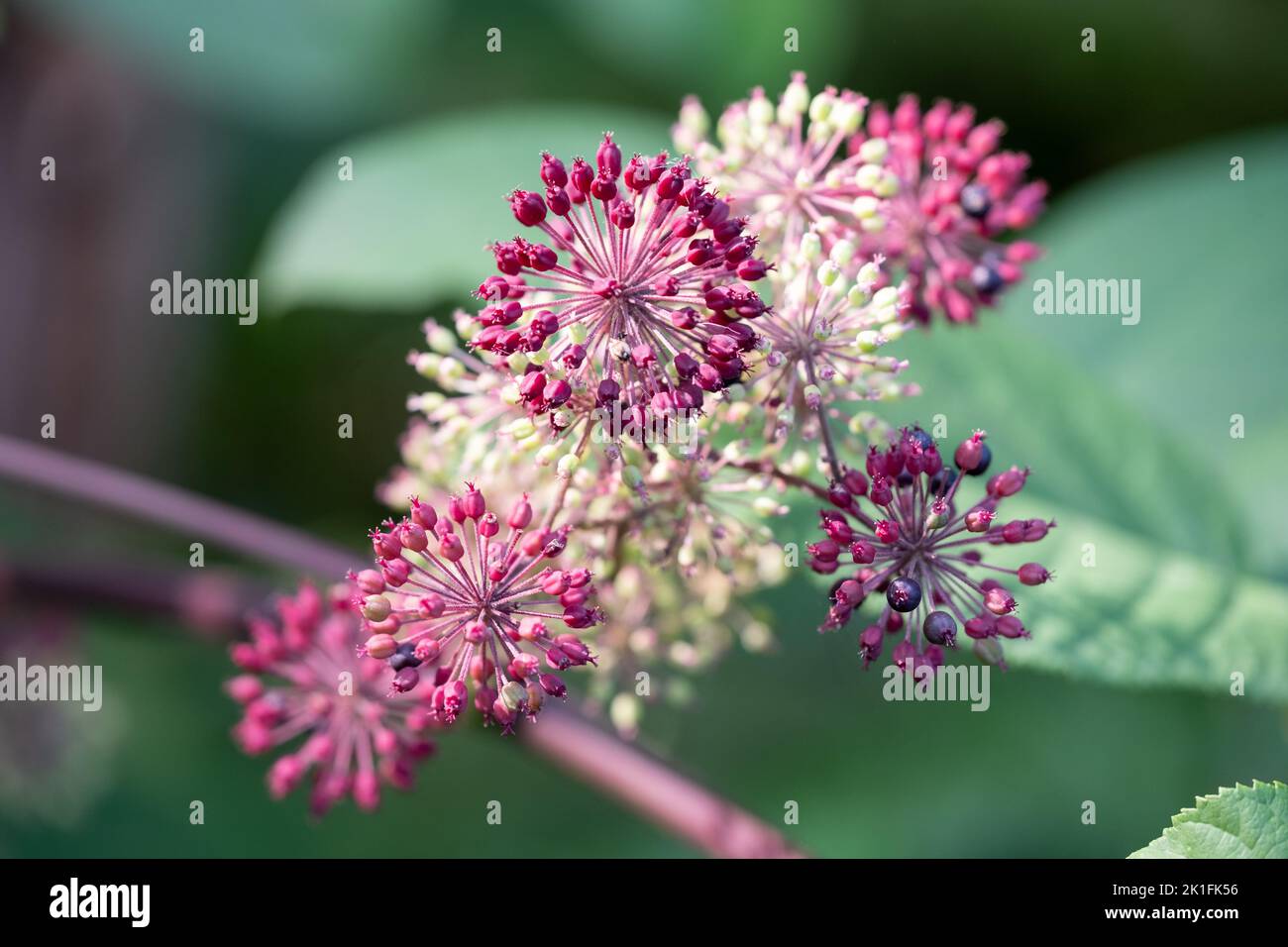 Colourful seed heads amongst foliage on a shrub, photographed in autumn in a garden in Wisley, Surrey UK. Stock Photo