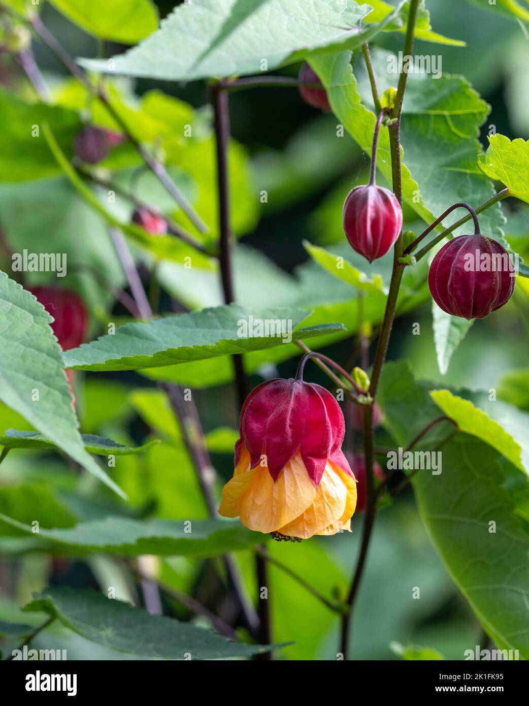 Stunning red and yellow abutilon flower, photographed with a macro lens on a sunny day in early autumn at Wisley, near Woking in Surrey UK. Stock Photo