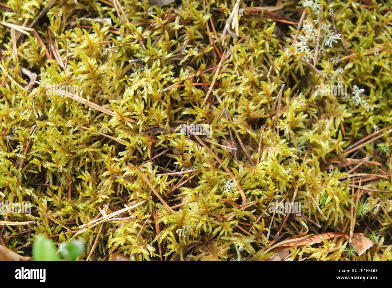 Polytrichum growing in the forest. Polytrichum growing among moss. Polytrichum close-up. Stock Photo