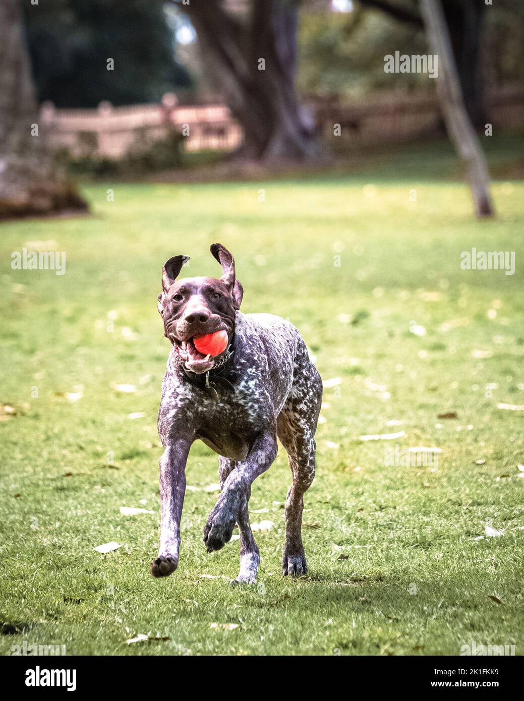 A dog carrying a ball while running Stock Photo