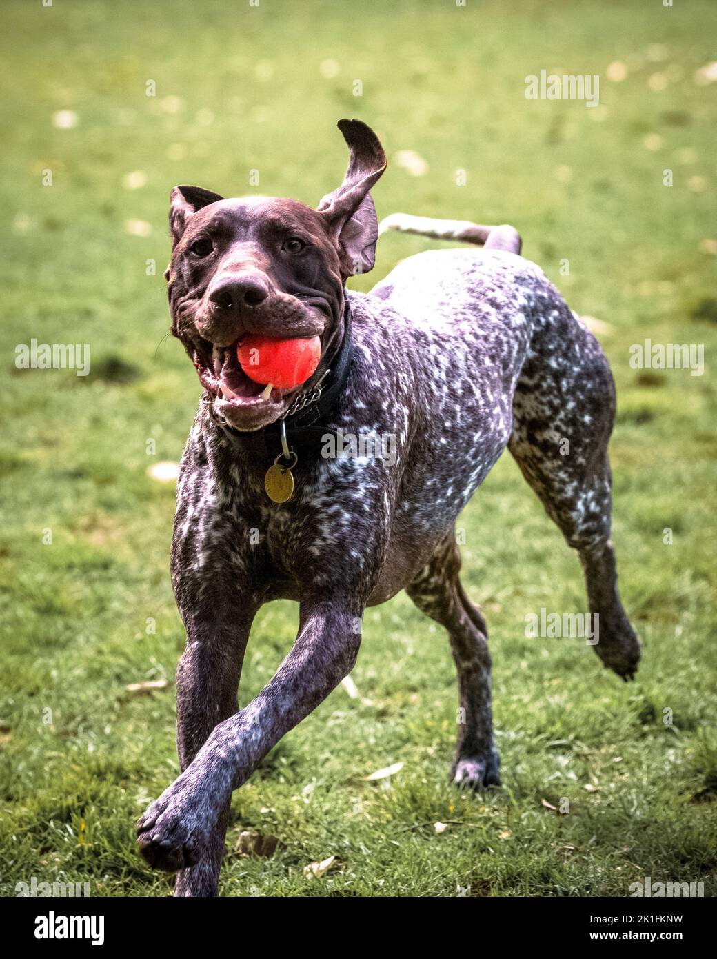 A dog carrying a ball while running Stock Photo