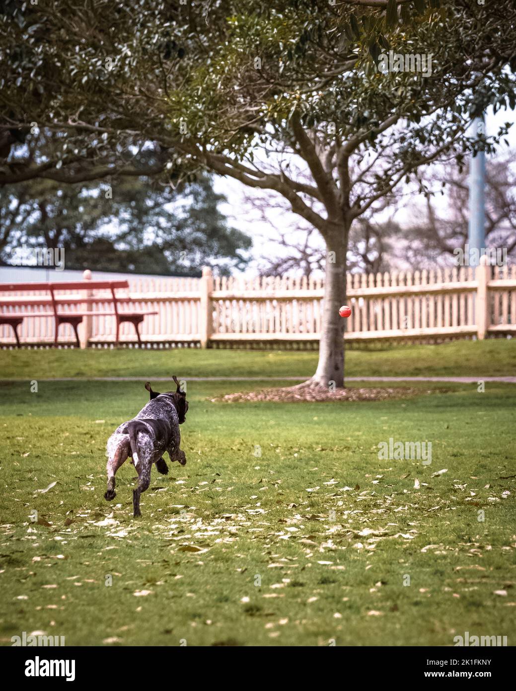 A dog carrying a ball while running Stock Photo