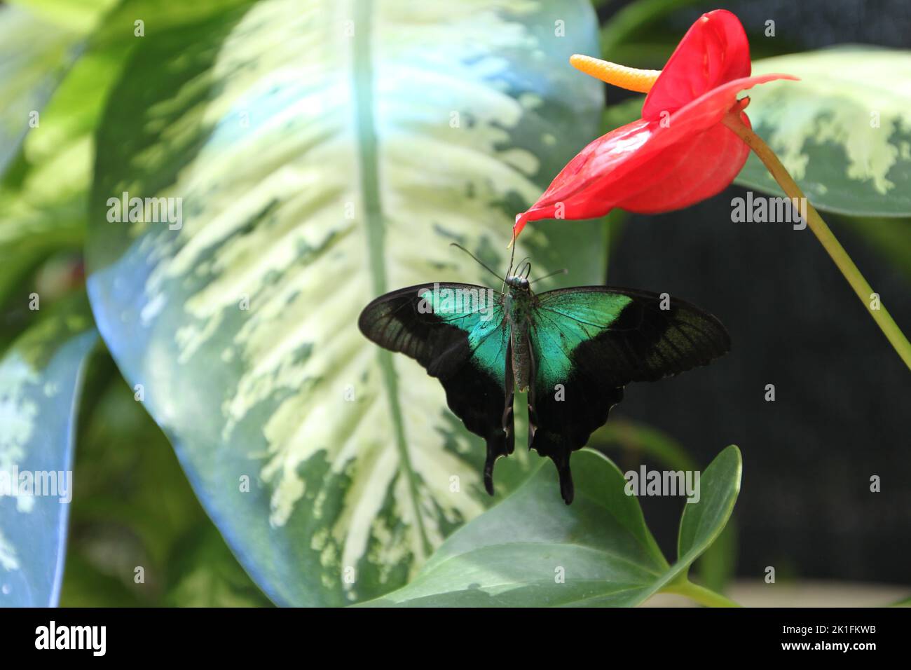 A beautiful Malabar banded peacock on an anthurium flower Stock Photo