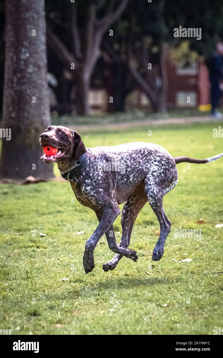 A dog carrying a ball while running Stock Photo