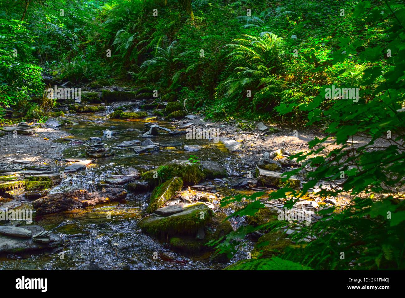 Healing forest hi-res stock photography and images - Alamy